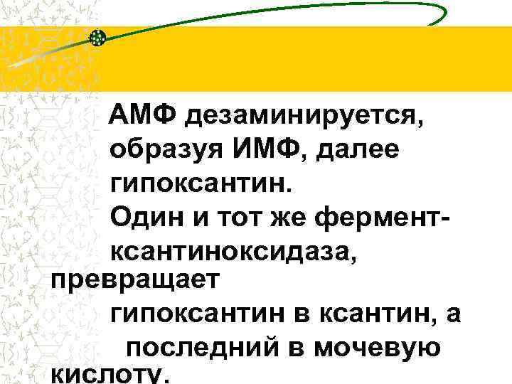 АМФ дезаминируется, образуя ИМФ, далее гипоксантин. Один и тот же ферментксантиноксидаза, превращает гипоксантин в