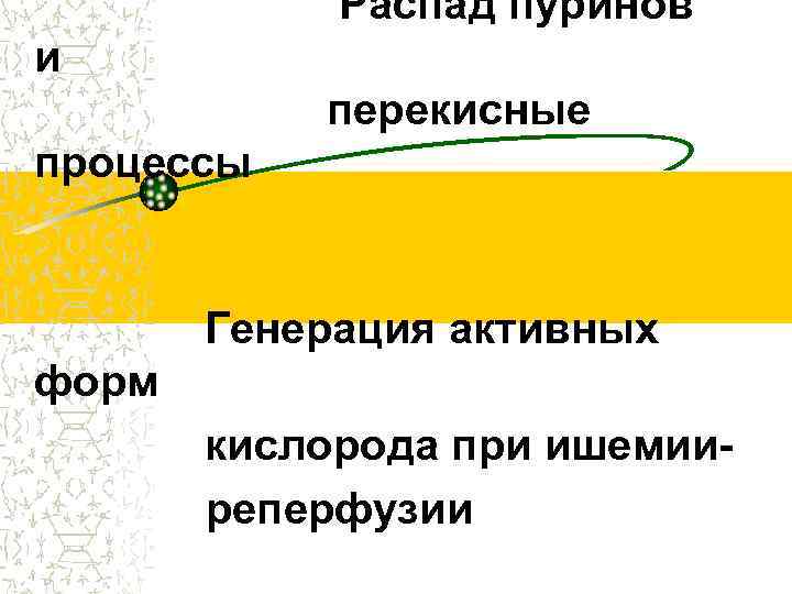 Распад пуринов и перекисные процессы Генерация активных форм кислорода при ишемииреперфузии 