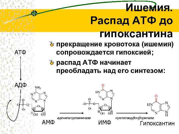Ишемия. Распад АТФ до гипоксантина прекращение кровотока (ишемия) сопровождается гипоксией; распад АТФ начинает преобладать