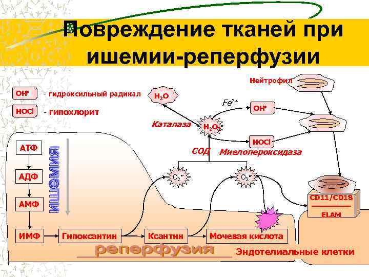 Повреждение тканей при ишемии-реперфузии Нейтрофил OH - гидроксильный радикал HOCl - гипохлорит H 2