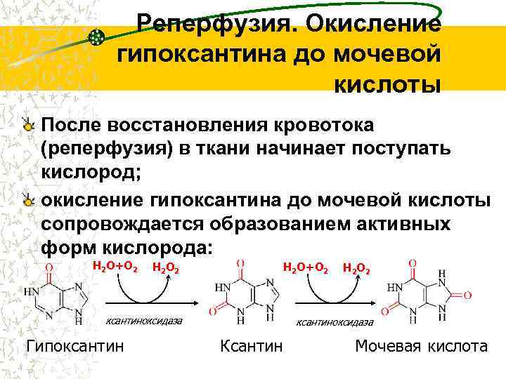 Реперфузия. Окисление гипоксантина до мочевой кислоты После восстановления кровотока (реперфузия) в ткани начинает поступать