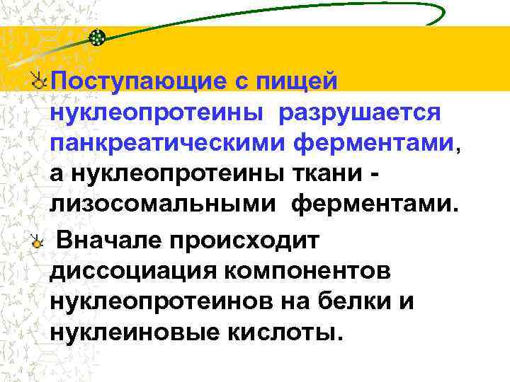 Поступающие с пищей нуклеопротеины разрушается панкреатическими ферментами, а нуклеопротеины ткани лизосомальными ферментами. Вначале происходит