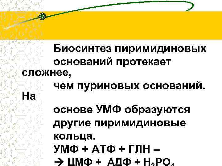 Биосинтез пиримидиновых оснований протекает сложнее, чем пуриновых оснований. На основе УМФ образуются другие пиримидиновые