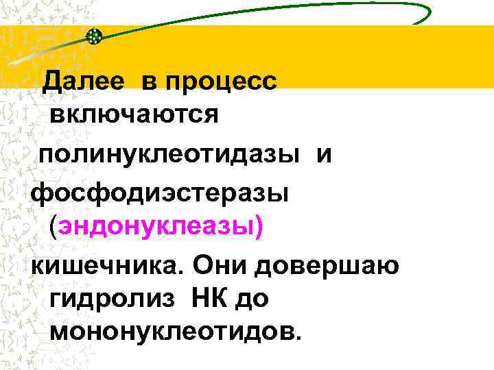 Далее в процесс включаются полинуклеотидазы и фосфодиэстеразы (эндонуклеазы) кишечника. Они довершаю гидролиз НК до