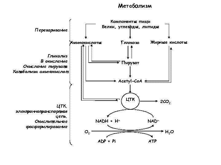 Биологическое окисление биохимия схема