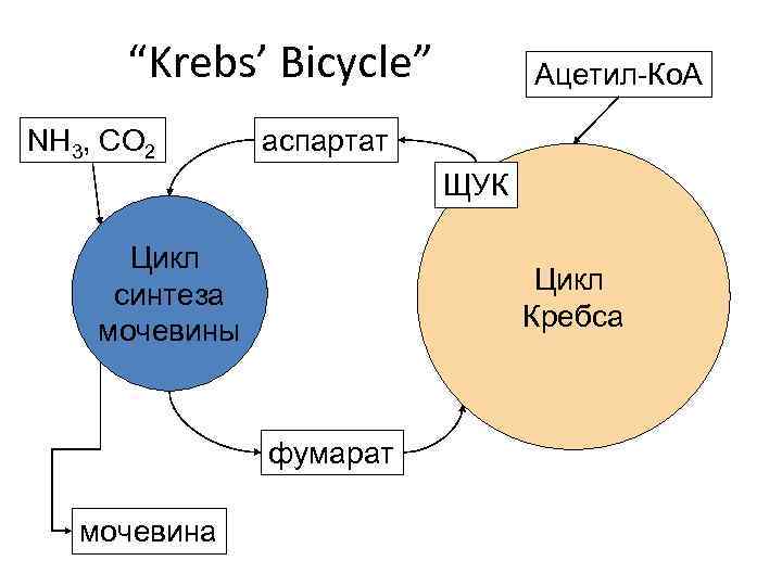“Krebs’ Bicycle” NH 3, CO 2 Ацетил-Ко. А аспартат ЩУК Цикл синтеза мочевины Цикл