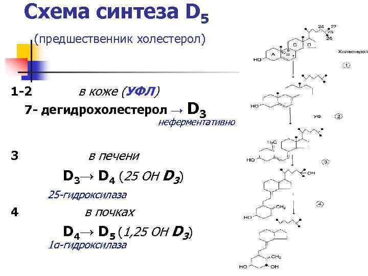 Схема синтеза D 5 (предшественник холестерол) 1 -2 в коже (УФЛ) 7 - дегидрохолестерол