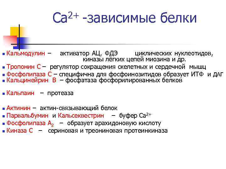 Са 2+ -зависимые белки n Кальмодулин – активатор АЦ, ФДЭ циклических нуклеотидов, киназы лёгких