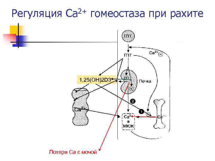Регуляция Са 2+ гомеостаза при рахите 1, 25(OH)2 D 3 Потеря Са с мочой