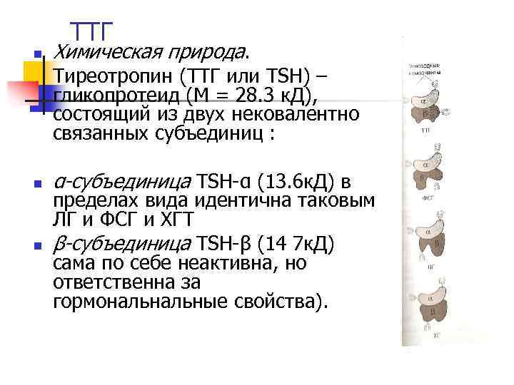 ТТГ n Химическая природа. Тиреотропин (ТТГ или TSH) – гликопротеид (М = 28. 3