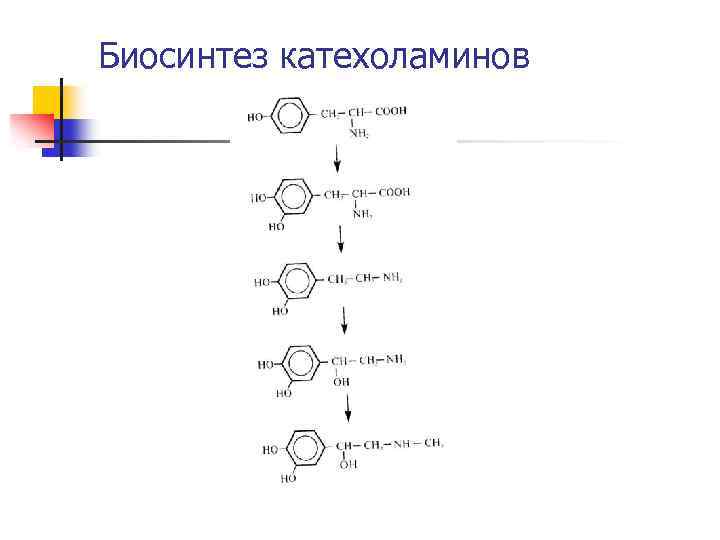 Биосинтез катехоламинов 