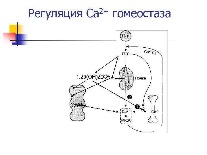 Регуляция Са 2+ гомеостаза 1, 25(OH)2 D 3 
