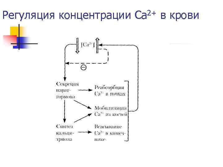 Регуляция концентрации Ca 2+ в крови 