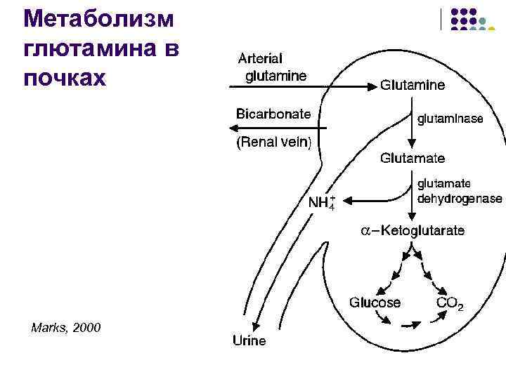 Метаболизм глютамина в почках Marks, 2000 17 
