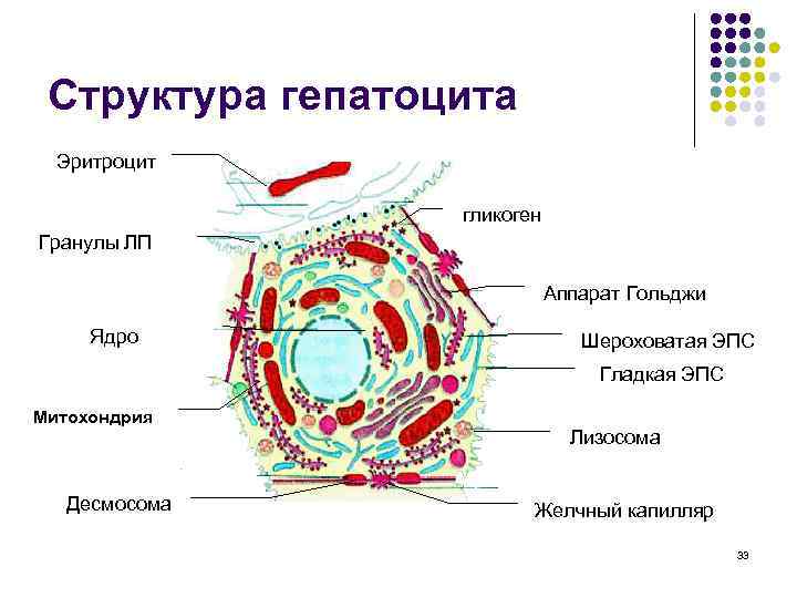 Структура гепатоцита Эритроцит гликоген Гранулы ЛП Аппарат Гольджи Ядро Шероховатая ЭПС Гладкая ЭПС Митохондрия