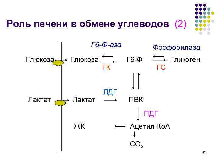 Роль печени в обмене углеводов (2) Г 6 -Ф-аза Глюкоза Лактат ГК ЛДГ Фосфорилаза