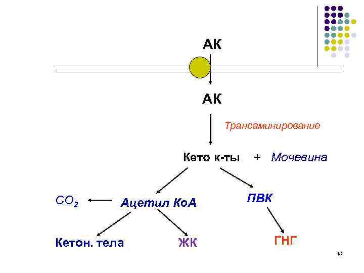 АК АК Трансаминирование Кето к-ты CO 2 Ацетил Ко. A Кетон. тела ЖК +