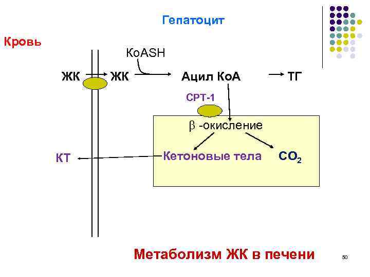 Гепатоцит Кровь Ко. ASH ЖК ЖК Ацил Ко. А ТГ CPT-1 -окисление КТ Кетоновые