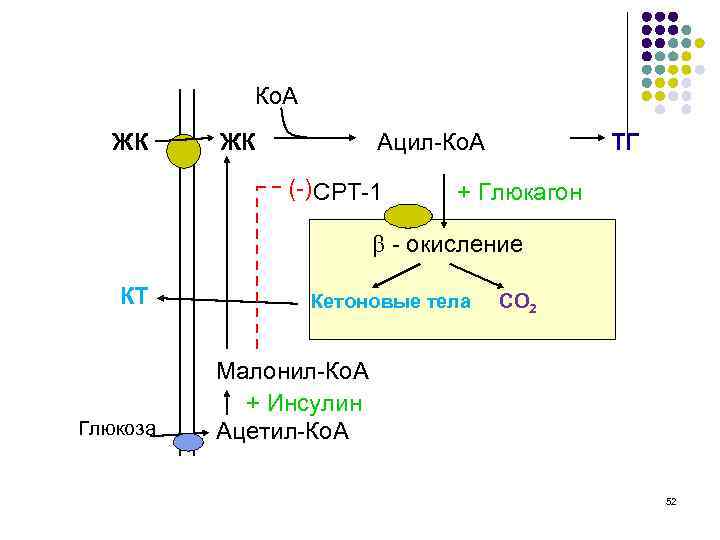 Ко. А ЖК ЖК Ацил-Ко. А (-) CPT-1 ТГ + Глюкагон - окисление КТ