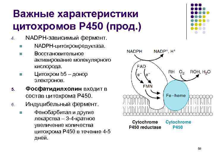 Важные характеристики цитохромов P 450 (прод. ) NADPH-зависимый фермент. 4. n n n NADPH-цитохромредуктаза.