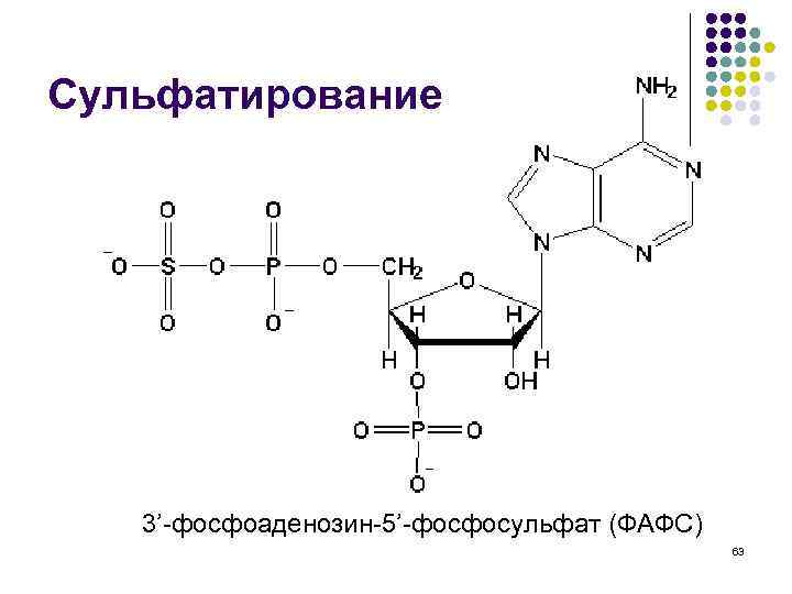 Сульфатирование 3’-фосфоаденозин-5’-фосфосульфат (ФАФС) 63 