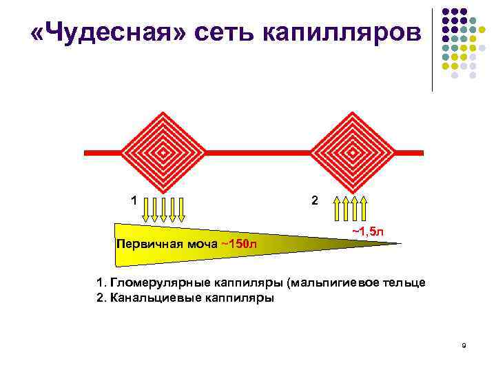  «Чудесная» сеть капилляров 1 Первичная моча ~150 л 2 ~1, 5 л 1.