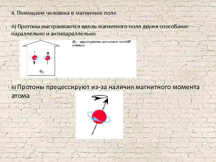 4. Помещаем человека в магнитное поле А) Протоны выстраиваются вдоль магнитного поля двумя способами: