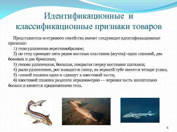 Идентификационные и классификационные признаки товаров Представители осетрового семейства имеют следующие идентификационные признаки: 1) тело