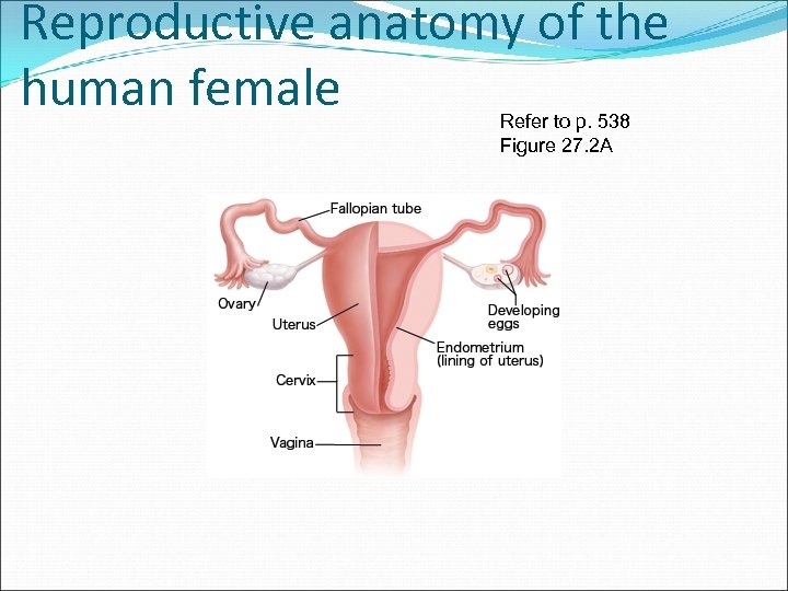 Reproductive anatomy of the human female Refer to p. 538 Figure 27. 2 A