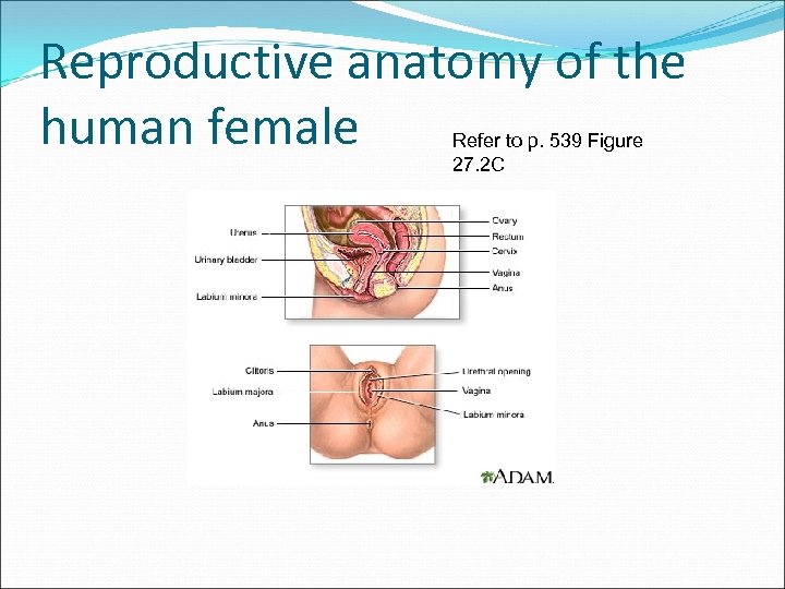 Reproductive anatomy of the human female Refer to p. 539 Figure 27. 2 C