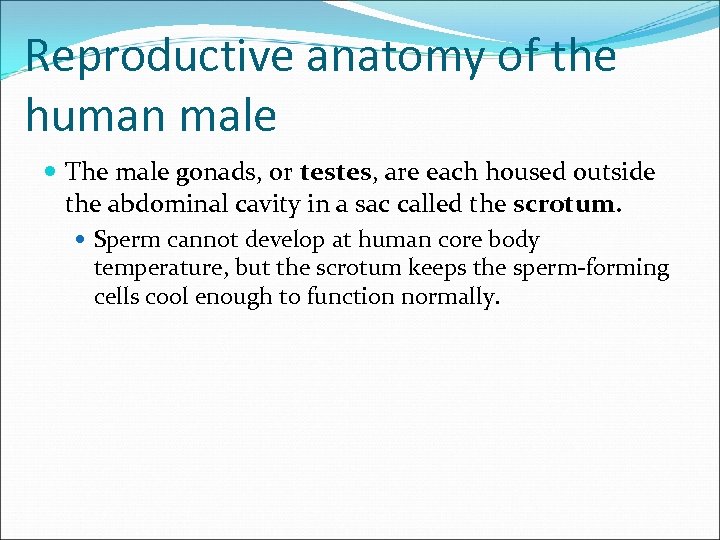 Reproductive anatomy of the human male The male gonads, or testes, are each housed