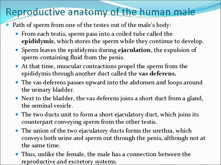 Reproductive anatomy of the human male Path of sperm from one of the testes