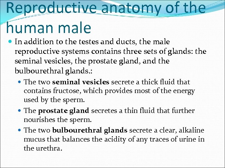 Reproductive anatomy of the human male In addition to the testes and ducts, the