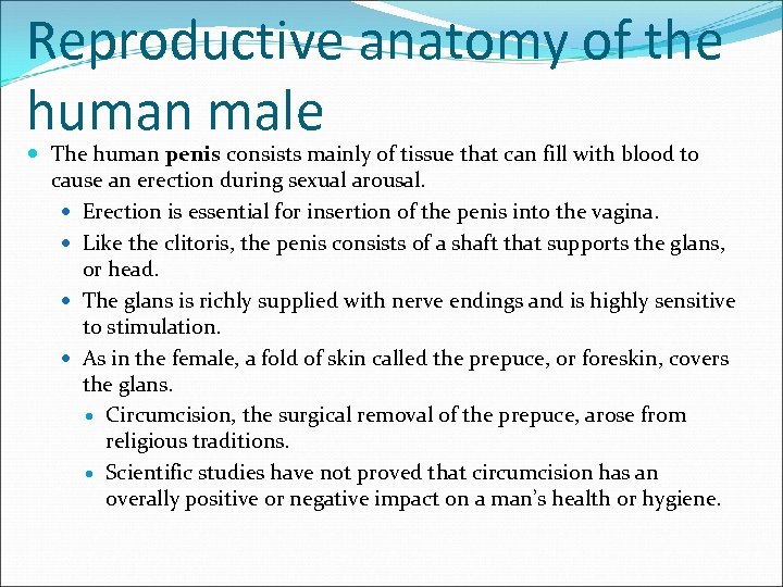 Reproductive anatomy of the human male The human penis consists mainly of tissue that