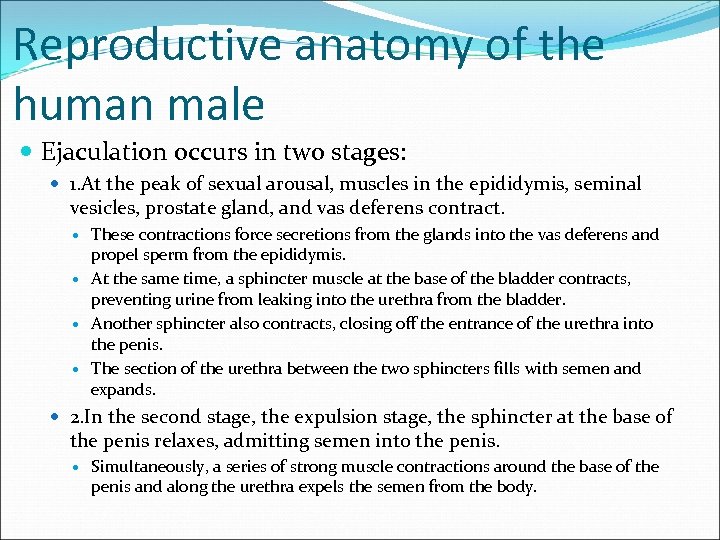Reproductive anatomy of the human male Ejaculation occurs in two stages: 1. At the