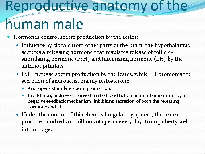Reproductive anatomy of the human male Hormones control sperm production by the testes: Influence