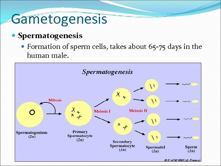 Gametogenesis Spermatogenesis Formation of sperm cells, takes about 65 -75 days in the human