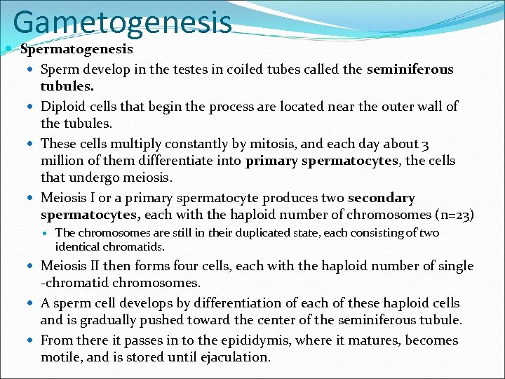Gametogenesis Spermatogenesis Sperm develop in the testes in coiled tubes called the seminiferous tubules.