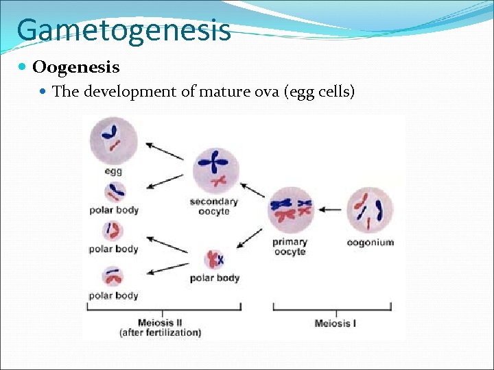 Gametogenesis Oogenesis The development of mature ova (egg cells) 