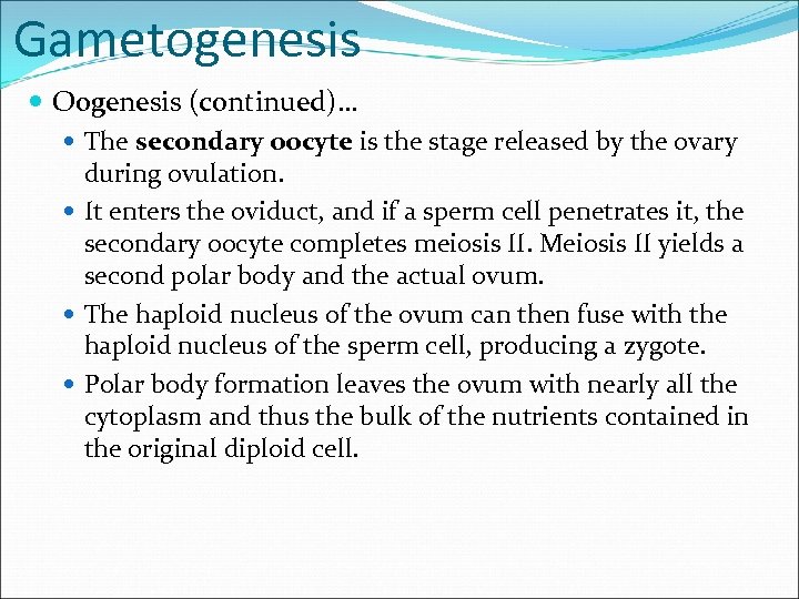 Gametogenesis Oogenesis (continued)… The secondary oocyte is the stage released by the ovary during