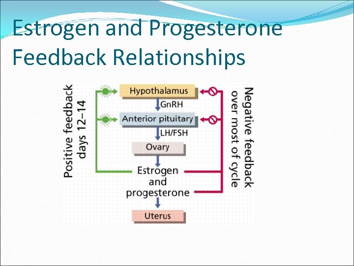 Estrogen and Progesterone Feedback Relationships 