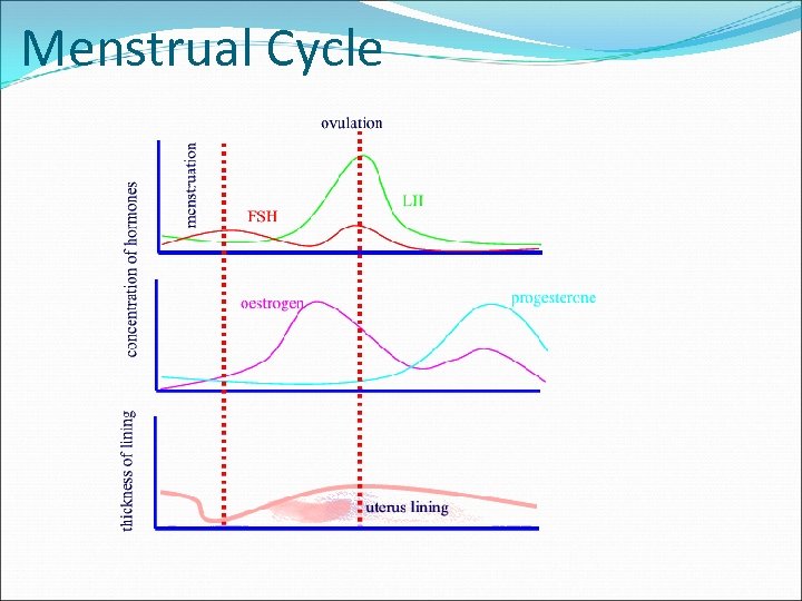 Menstrual Cycle 