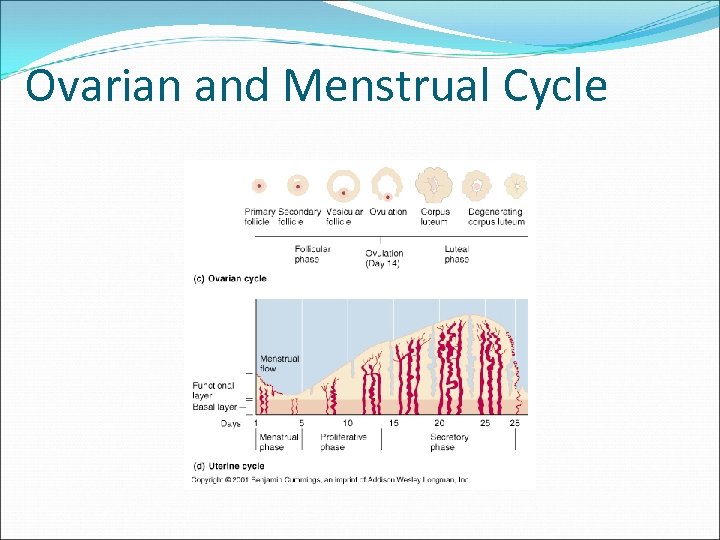 Ovarian and Menstrual Cycle 