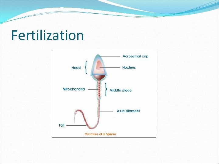 Fertilization 