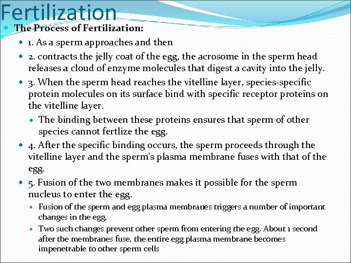 Fertilization The Process of Fertilization: 1. As a sperm approaches and then 2. contracts