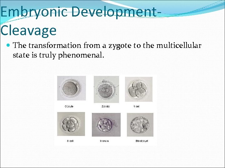 Embryonic Development. Cleavage The transformation from a zygote to the multicellular state is truly