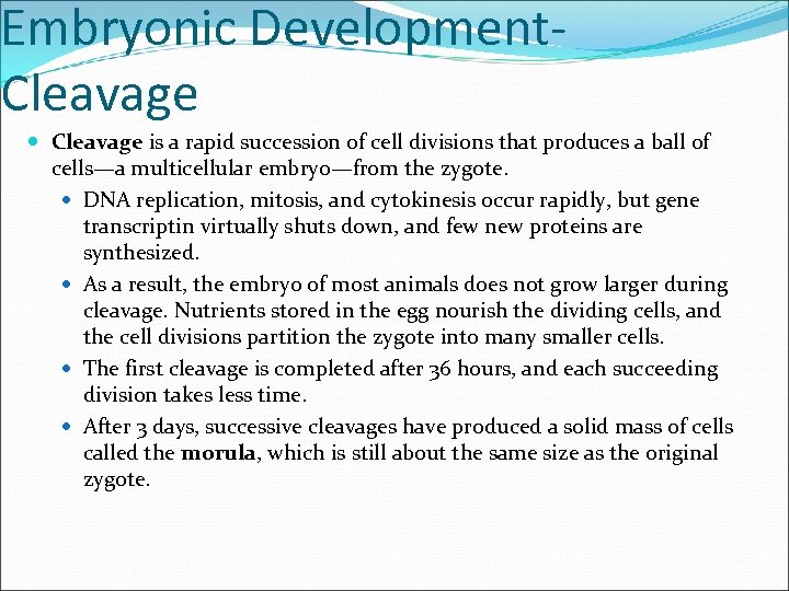 Embryonic Development. Cleavage is a rapid succession of cell divisions that produces a ball
