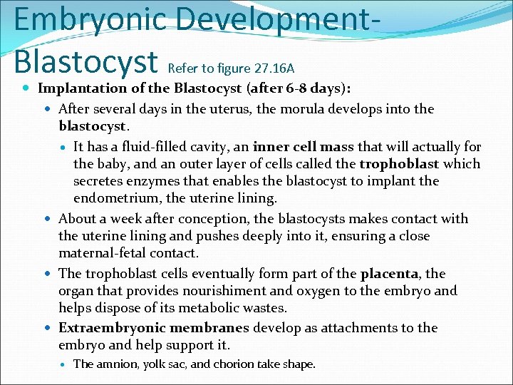 Embryonic Development. Blastocyst Refer to figure 27. 16 A Implantation of the Blastocyst (after