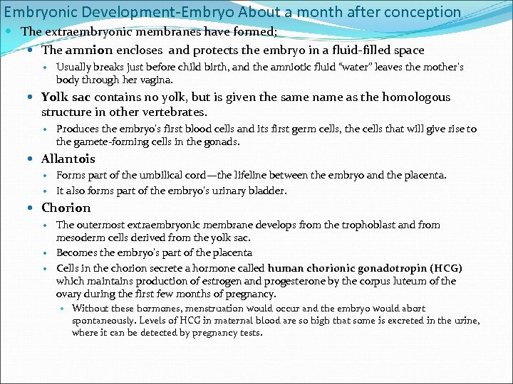 Embryonic Development-Embryo About a month after conception The extraembryonic membranes have formed; The amnion