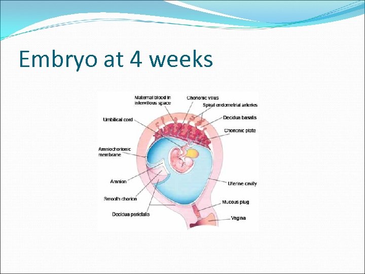 Embryo at 4 weeks 